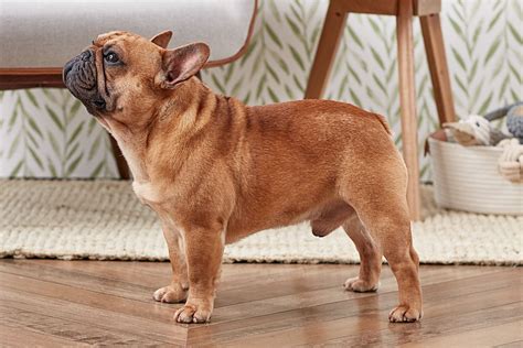 French Bulldog: Dog Breed Characteristics & Care